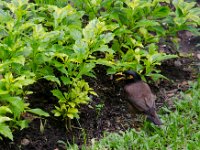 DSC 0972  Le corbeau local