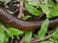 DSC 1025  Mille patte local (10 cm de long !)