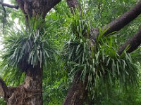 DSC 1063  Orchidées