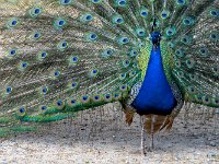 AF-A-1 La grande roue du paon  30x45