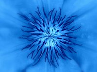 MD-F-1 Titre?  20x30 couleurs pas naturelles (étamines bleues ?) A recadrer en 2432x3648 en décentrant la fleur