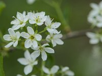 Cerisier de Sainte-Lucie