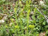 Euphorbe faux cyprès