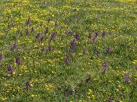 Peuplement d'orchydées