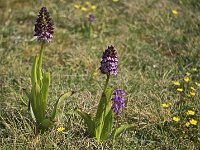 Orchis pourpre (Orchis purpurea)