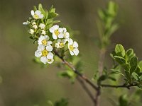 Arbuste non identifié  Arbuste d'environ 1m de haut
