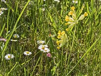 Primevère officinale (Primula veris)  Ne se trouve qu'en bordure du plateau, dans les sols plus riches