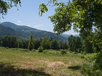 Paturage en bordure de la piste forestière