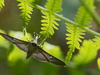 Papillon non identifié