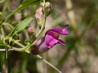 Balanin des noisettes sur fleur de muflier