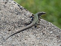 Lézard des murailles