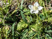Parnassie des marais  Cette plante pousse dans les prairies humides de montagne