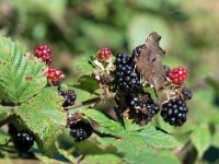 Robert-le-diable  Doit son nom à ses ailes très découpées
