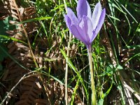 Colchique  C'est la fin de l'été