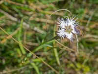 Oeillet de Montpellier