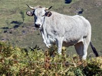 Vache de race gasconne