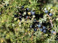 Baies de génevrier  Baies utilisées traditionnellement dans la choucroute et les marinades