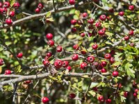 Baies d'aubépine  Ces baies ont un effet régulateur sur le rythme cardiaque. Elles nourrissent les merles en hiver