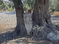 Colonne prise dans les racines d'un olivier  Des oliviers séculaires, connus sous le nom de "frankoliès", sont disséminés sur tout le site archéologique de Gortyne.