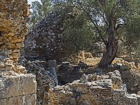 Vestiges envahis par les oliviers