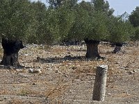Colonne marquant l'entrée des sites non ouverts au public mais libres d'accès  A partir d'ici on entre dans la partie "sauvage" du site, dispersée à travers les oliveraies