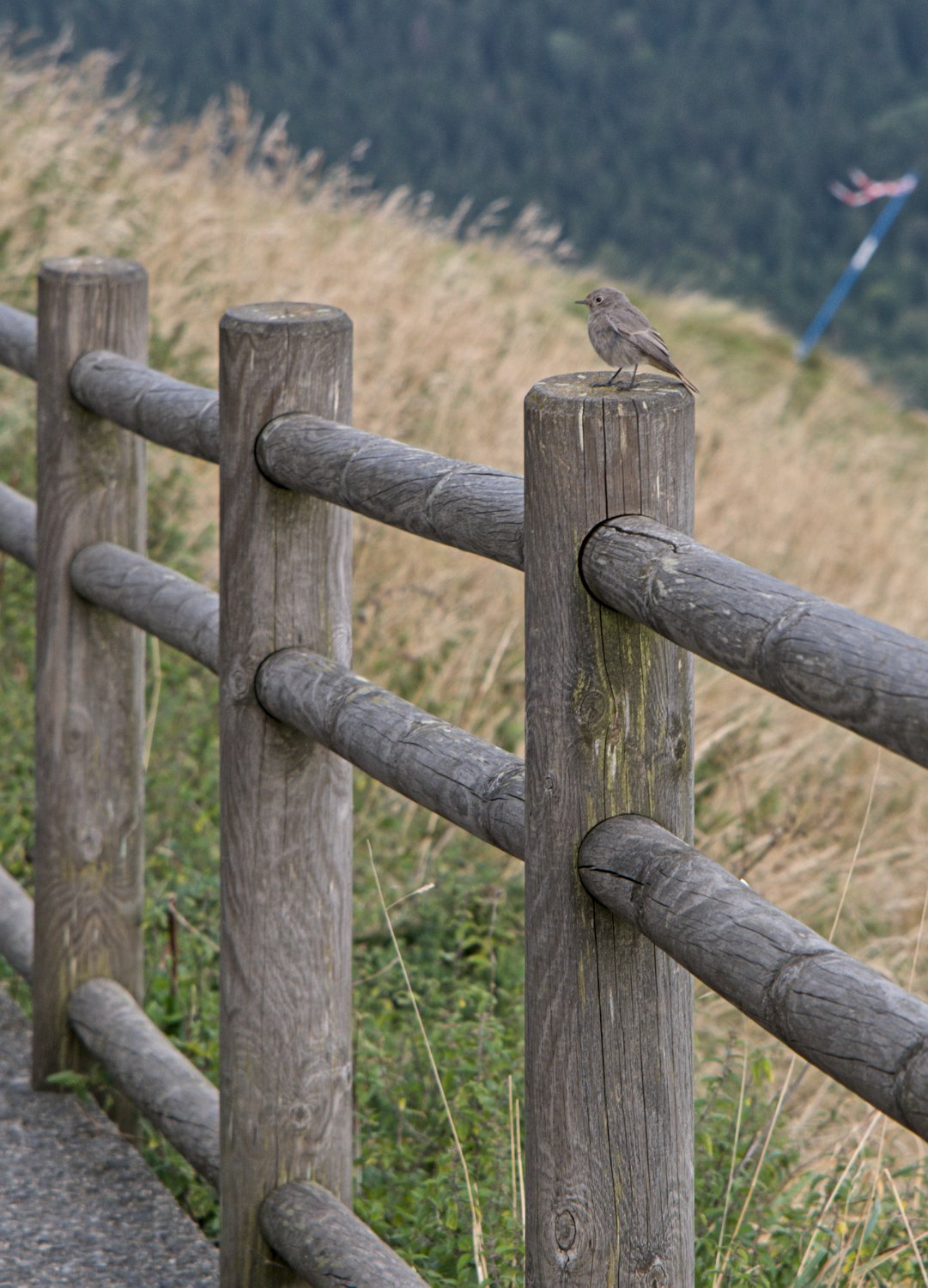 Rouge  queue noir femelle