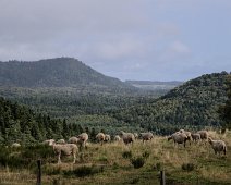 Troupeau de moutons sur la Combegrasse  A droite le puy de la Rhode (1127 m) et au centre le puy de Charmont (1137m)