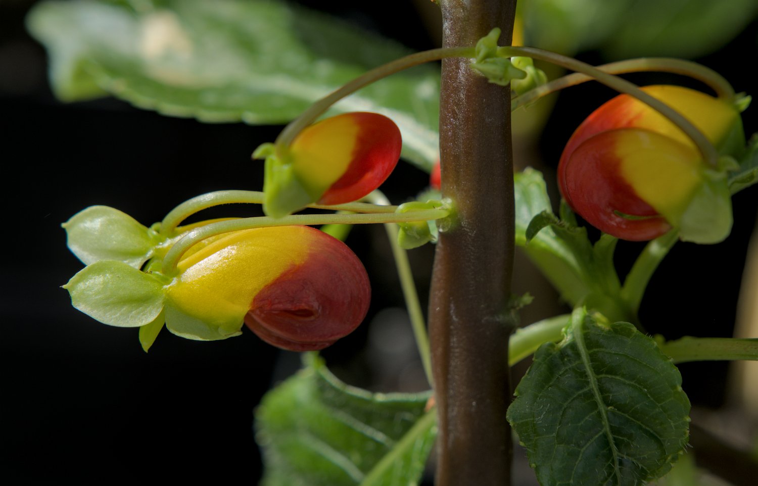 Impatient bec de perroquet