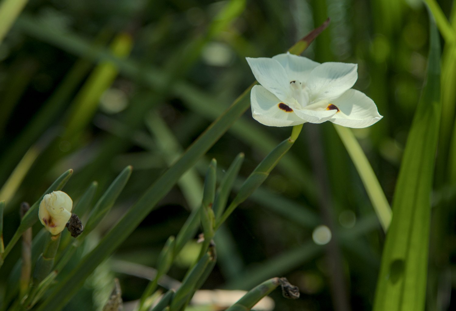 Iris espagnol (Dietes bicolor)