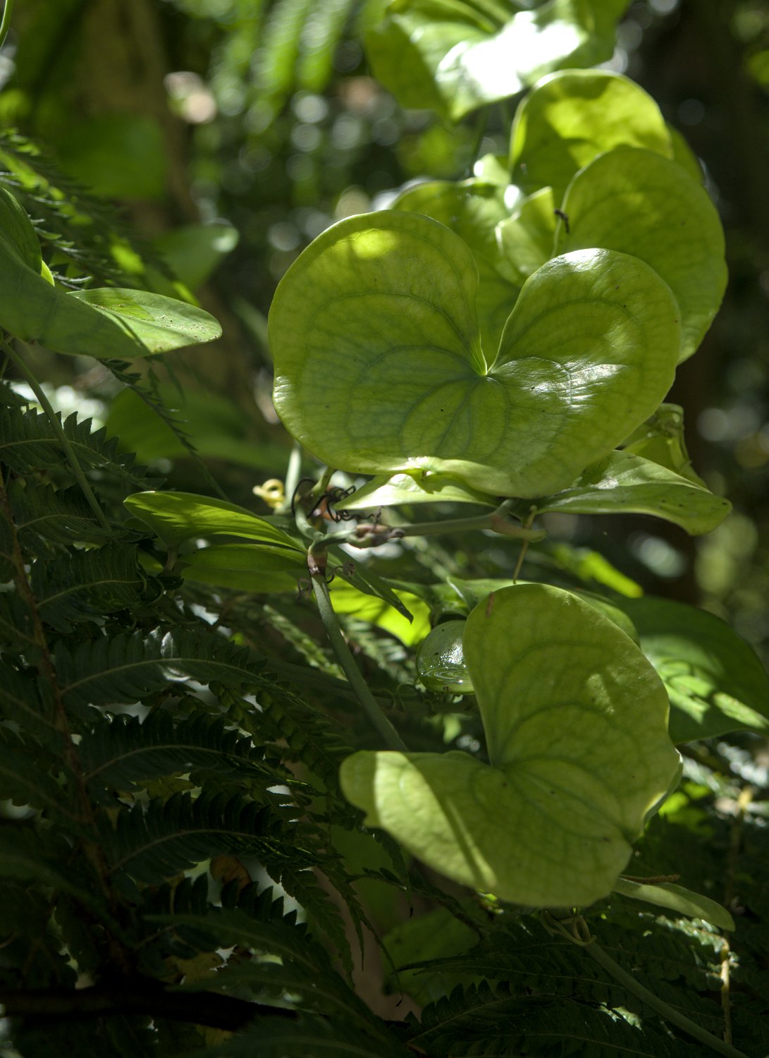 Plante non identifiée