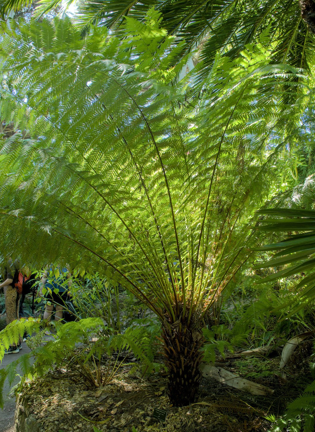 Fougère arborescente (Dicksonia antarctica)
