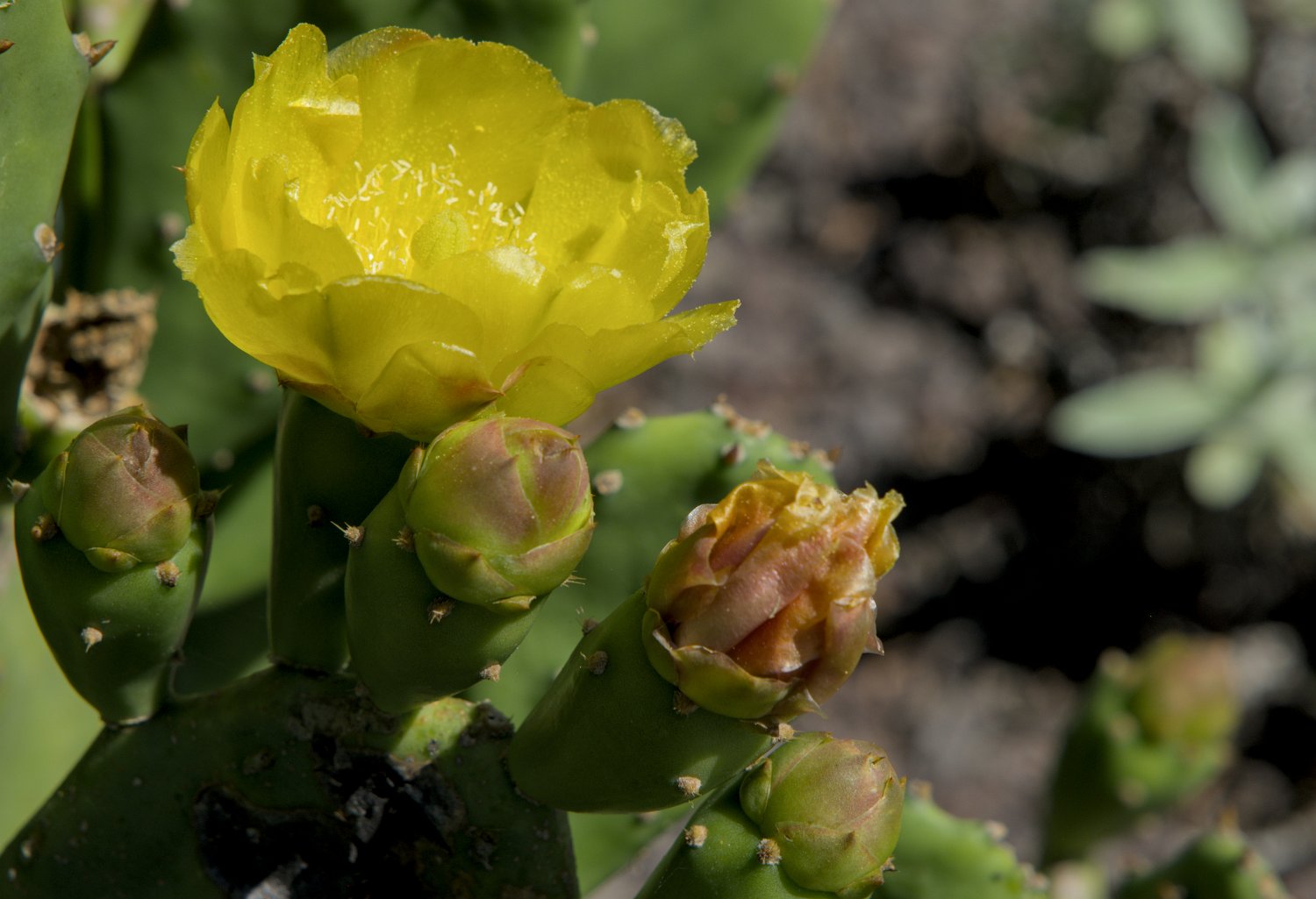 Figuier de Barbarie (Opuntia stricta)