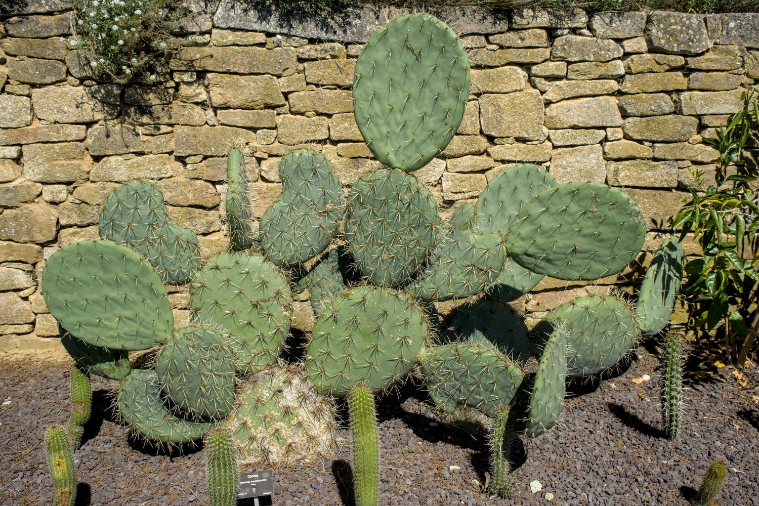 Oponce (Opuntia engelmannii)