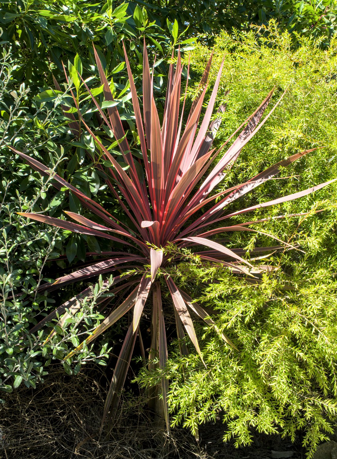Cordyline (Cordyline australis)