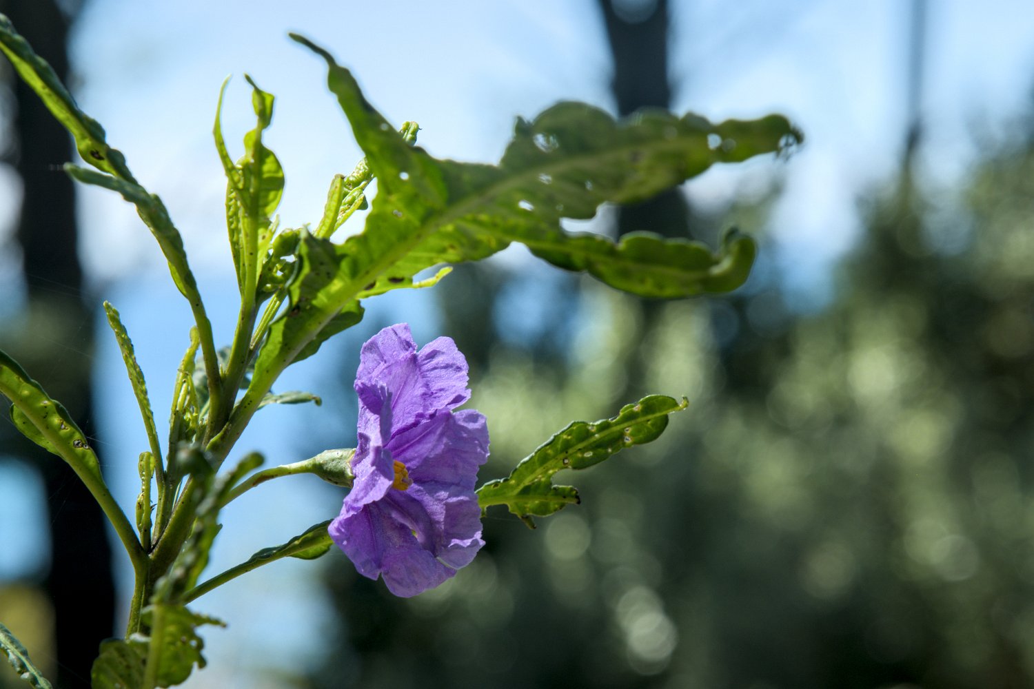 Morelle nue (Solanum nudum) ?