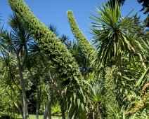 Vipérine des Canaries (Echium pininana)