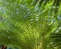 Fougère arborescente (Dicksonia antarctica)