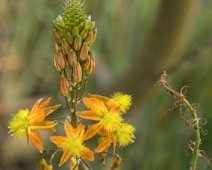 Bulbine jaune (Bulbine frutescens)