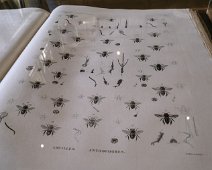 Livre d'entomologie