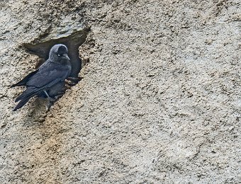 Choucas alimentant ses petits