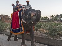 Elephant de transport de touristes un peu alcoolisés