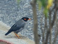 Passereau non identifié