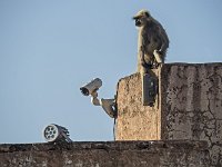 Caméra de surveillance vivante au fort d'Amber : Singe