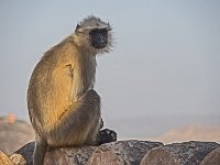 Vous voulez ma photo ? : Singe