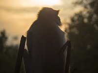 Silhouette au crépuscule : Singe