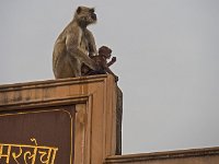 Famille au temple d'Adinatha à Ranakpur : Singe