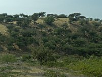 Désert du Thar- zone dunaire  La végétation du désert est principalement herbacée ou arbustive rabougrie; des arbres résistants à la sécheresse ponctuent parfois le paysage, surtout à l'est.