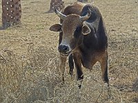Vache en bordure d'une autoroute  Les arbres plantés en bordure des autoroutes sont protégés par des constructions en brique pour éviter que les vaches ne les ajoutent à leur menu : vache