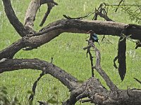 Martin pêcheur de Smyrne