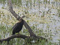 Anhinga ou Oiseau-serpent